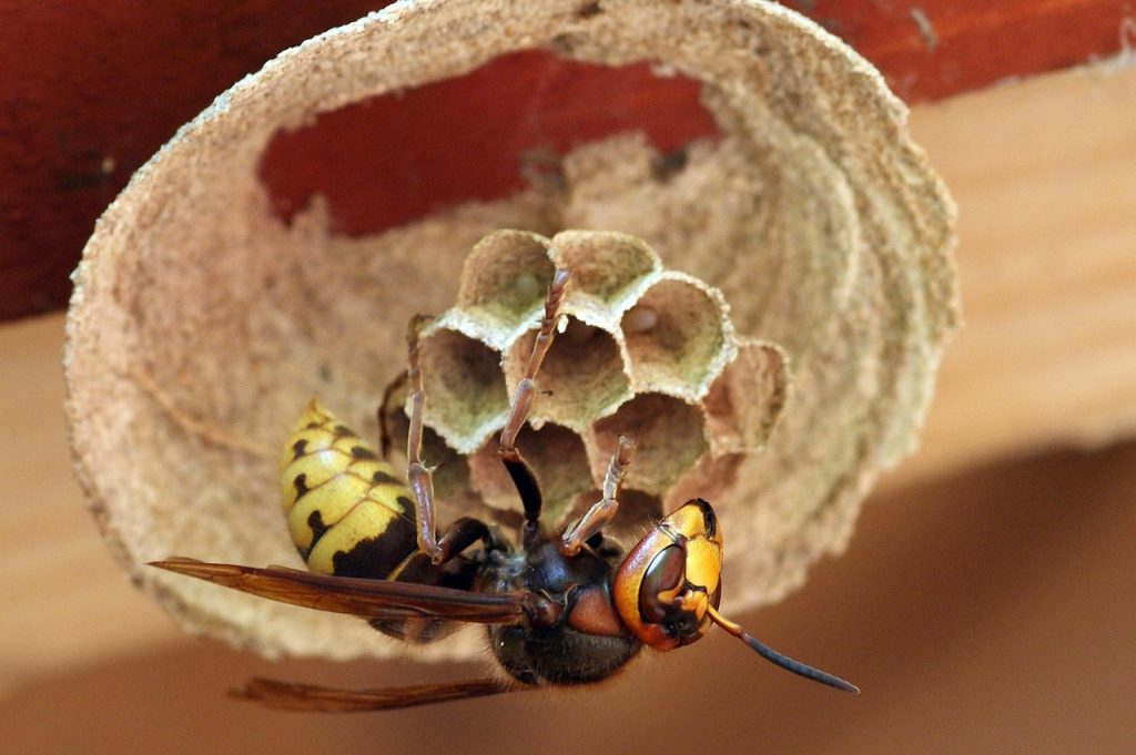 hornet, insect, hornet nest, wings, european hornet, nature, closeup, macro